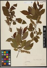 Foto von Salix silesiaca Willd.
